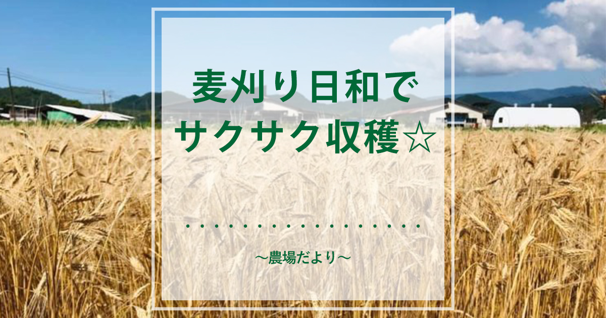麦刈り日和でサクサク収穫☆