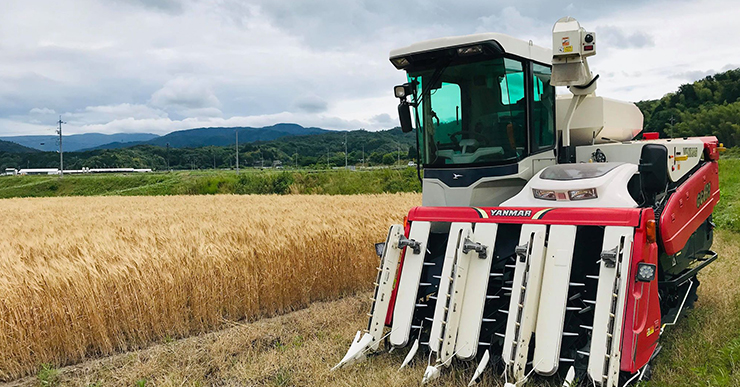 田中農場2020年小麦の収穫が始まりました