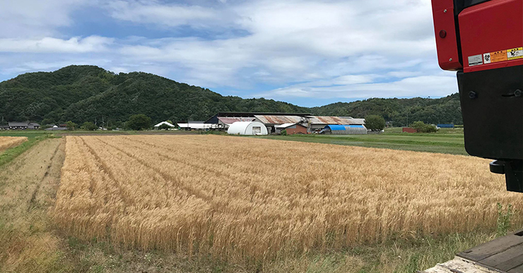 田中農場小麦畑