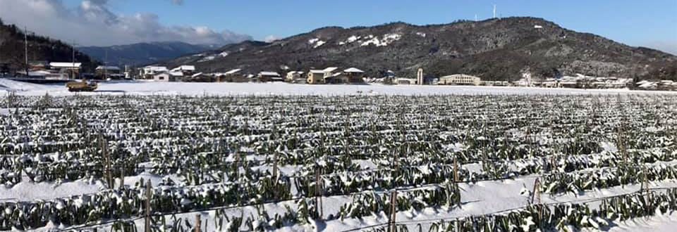 最強寒波の極寒の中育つ鳥取・田中農場の極寒越冬白ねぎ