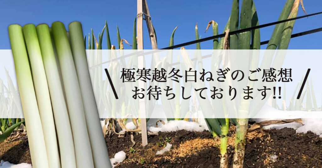 鳥取・田中農場の雪の下で最強寒波（マイナス9度以下）の強い寒さに耐え、甘さのピークを迎えた「極寒越冬白ねぎ」ご感想お待ちしております！