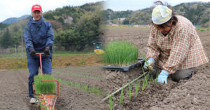 鳥取・田中農場の白ねぎの定植をひっぱりくん・手植えで作業している様子