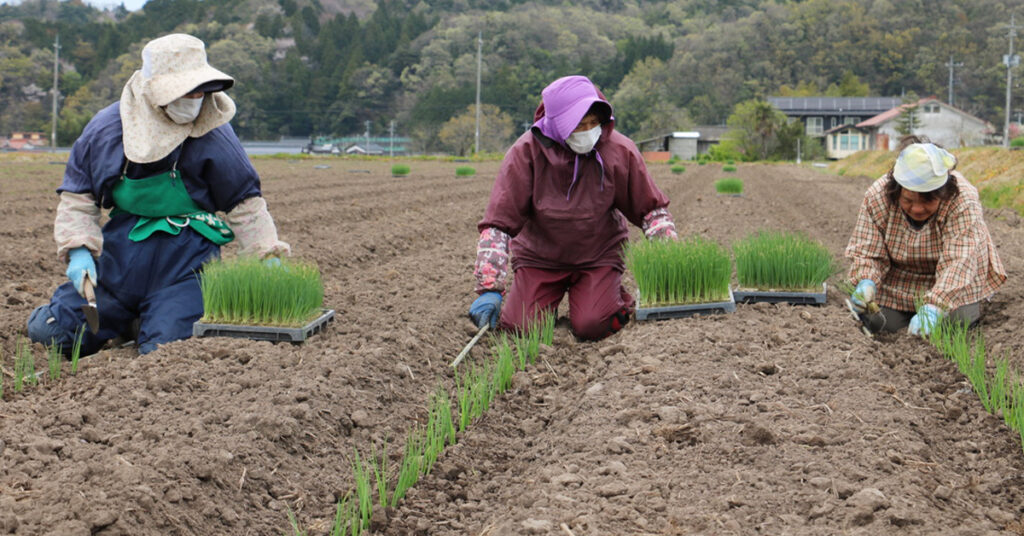鳥取・田中農場の白ねぎの定植を手植えで作業している様子