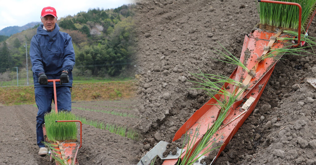 鳥取・田中農場の白ねぎの定植をひっぱりくんで作業している様子