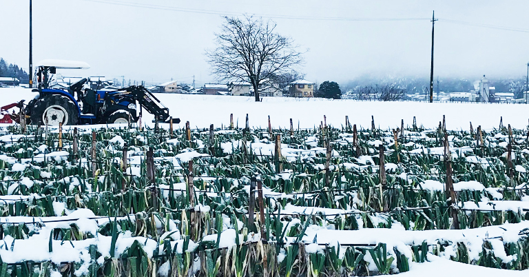 雪の影響で葉が折れてしまった田中農場の白ねぎ畑