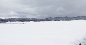 すっぽりと雪に覆われた田中農場の白ねぎ畑